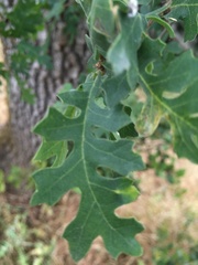 Quercus lobata
