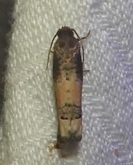Epiblema desertana