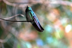 Chlorostilbon lucidus