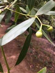 Umbellularia californica