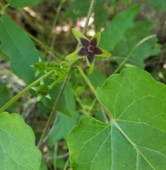 Gonolobus suberosus suberosus