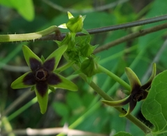 Gonolobus suberosus suberosus