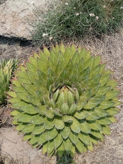 Agave filifera
