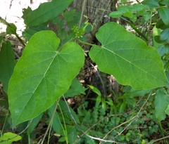 Gonolobus suberosus suberosus