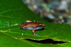 Gastrophryne elegans