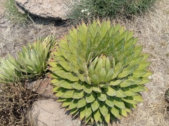 Agave filifera