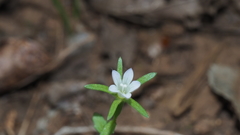 Githopsis diffusa candida