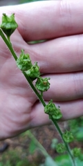 Tellima
