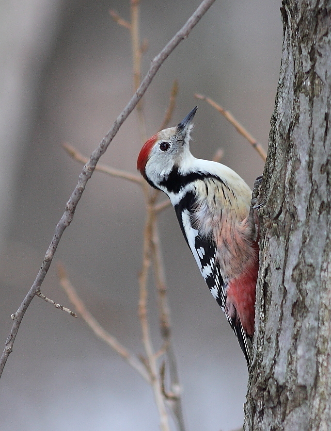 Middle Spotted Woodpecker