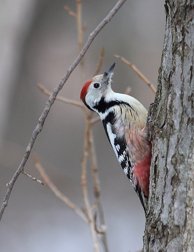 Vidutinis margasis genys nuotrauka