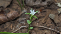 Githopsis diffusa candida