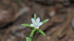 Githopsis diffusa candida