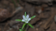 Githopsis diffusa candida