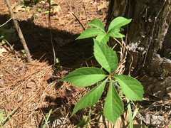 Parthenocissus quinquefolia image