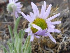 Erigeron poliospermus