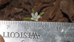 Githopsis diffusa candida