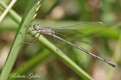 Lestes spatula