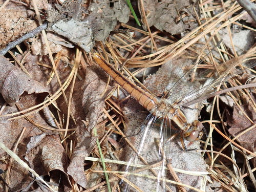 Chalk-fronted Corporal photo 4