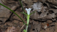 Githopsis diffusa candida