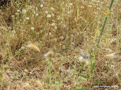 Hordeum murinum leporinum