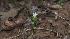 Githopsis diffusa candida