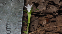 Githopsis diffusa candida