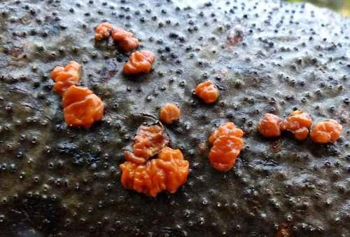 Red Tree Brain Fungus