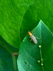 Rhagonycha nigrohumeralis