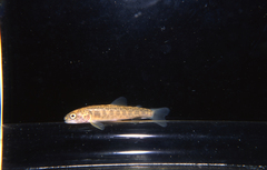 Salvelinus confluentus