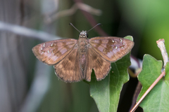 Ephyriades brunnea