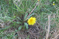 Taraxacum euryphyllum