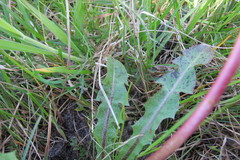 Taraxacum euryphyllum