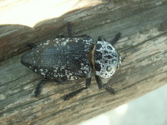 Capnodis cariosa
