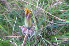 Taraxacum euryphyllum