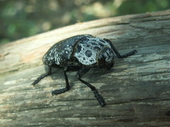 Capnodis cariosa