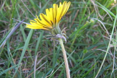 Taraxacum euryphyllum