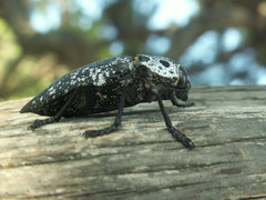 Capnodis cariosa
