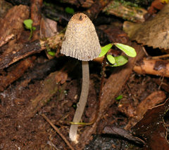Coprinopsis ochraceolanata