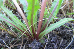 Taraxacum euryphyllum