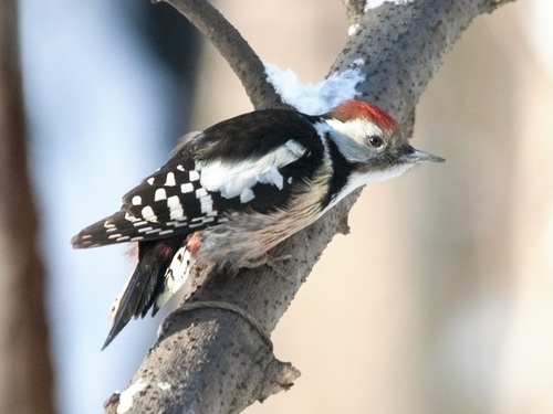 Vidutinis margasis genys nuotrauka