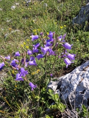 Campanula sibirica taurica