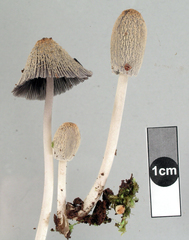 Coprinopsis ochraceolanata