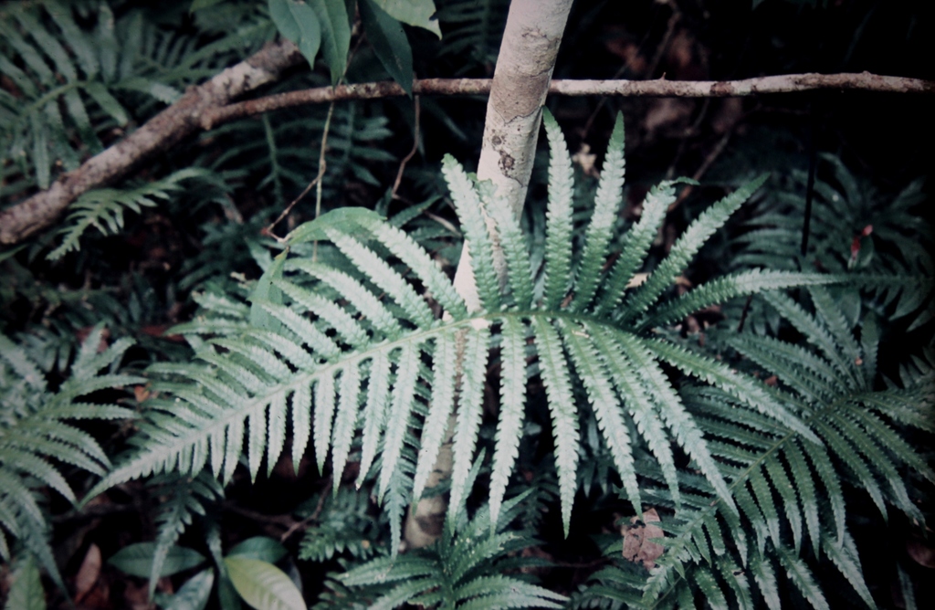 Pteridoblechnum