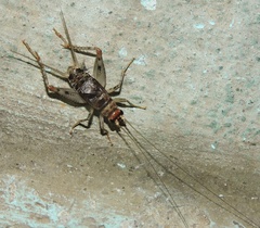 Gryllodes sigillatus