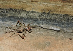 Gryllodes sigillatus
