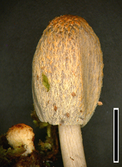 Coprinopsis ochraceolanata