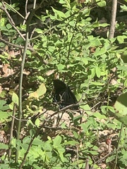 Papilio appalachiensis