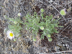 Erigeron poliospermus
