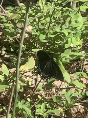 Papilio appalachiensis