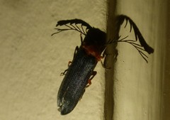 Pterotus obscuripennis